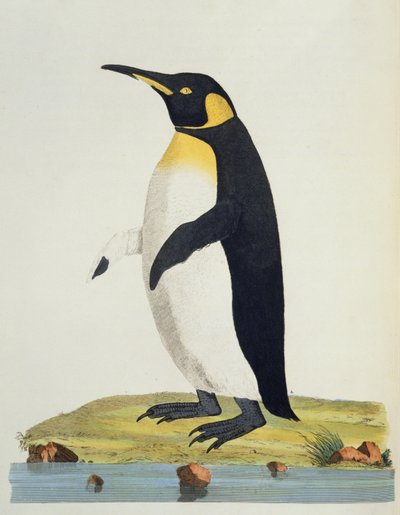 "Aptenodytes Patagonica", kuva "Cimelia Physicasta". Harvinaisten ja uteliaiden nelijalkaisten hahmoja, lintuja...